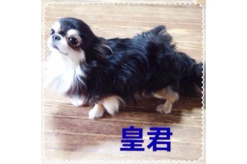 販売中のチワワ(ロングコート)の親犬